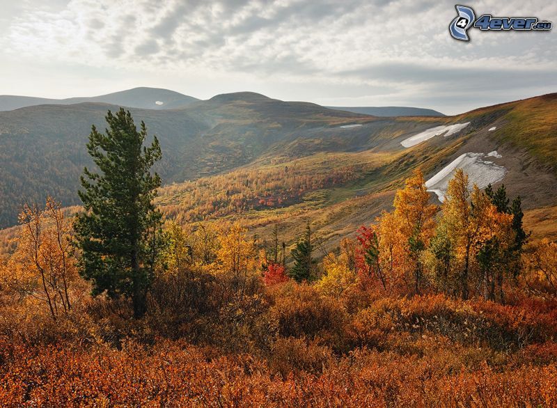 alberi colorati d'autunno, colline