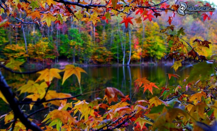 alberi colorati d'autunno, il fiume