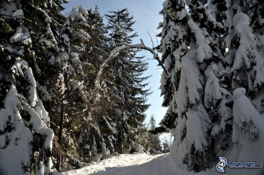 alberi coperti di neve, bosco di conifere, strada innevata