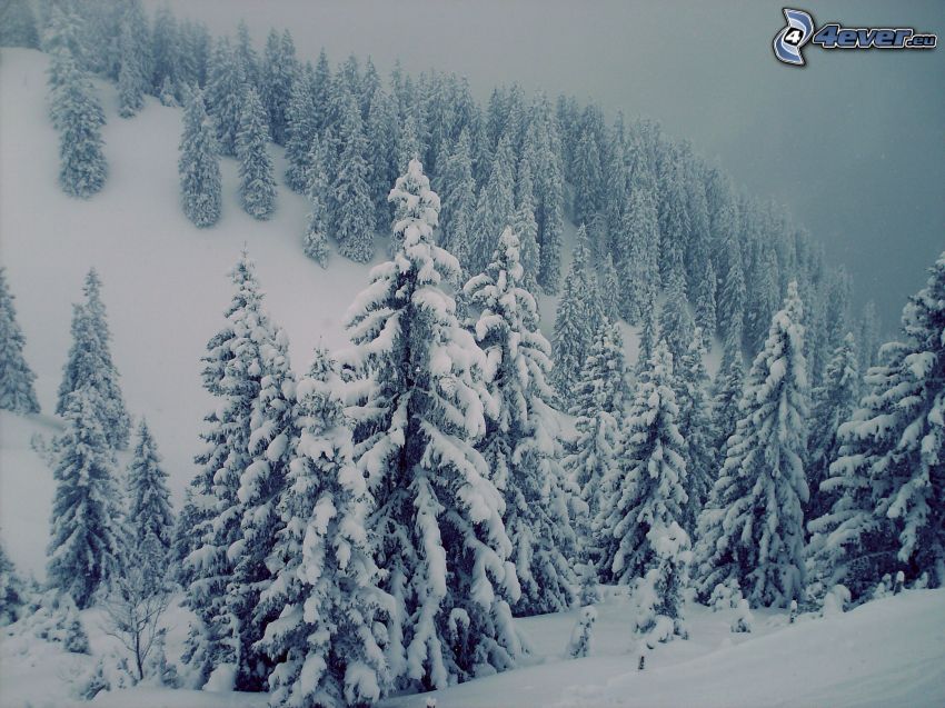 alberi coperti di neve, bosco di conifere