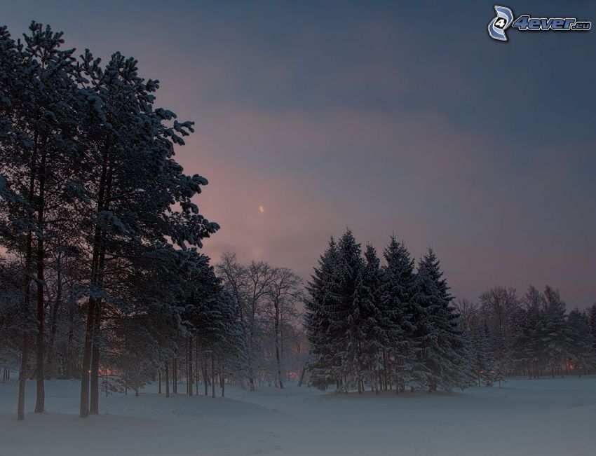 alberi coperti di neve, dopo il tramonto, sera