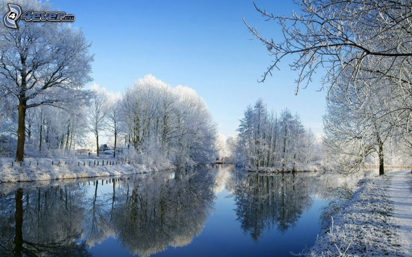 alberi coperti di neve, fiume nell'inverno
