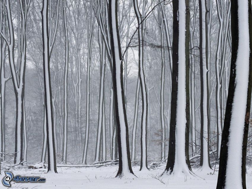 alberi coperti di neve, foresta