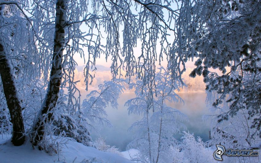 alberi coperti di neve, gelo