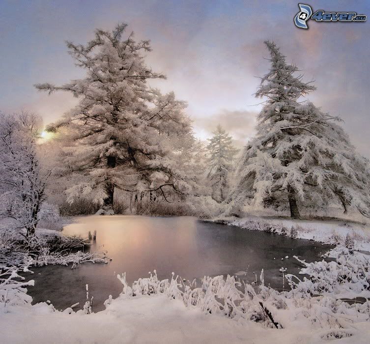 alberi coperti di neve, il fiume
