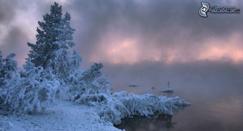 alberi coperti di neve, lago