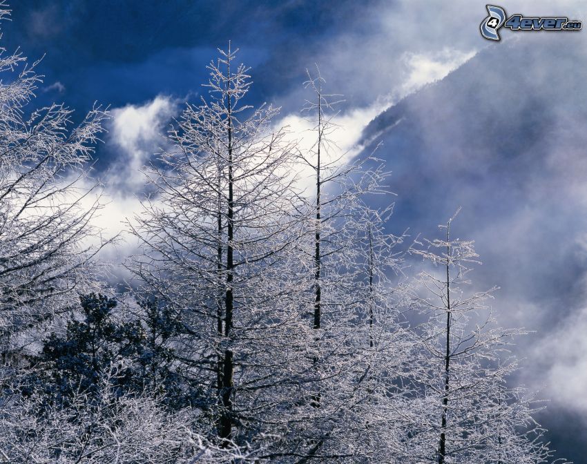 alberi coperti di neve, nebbia