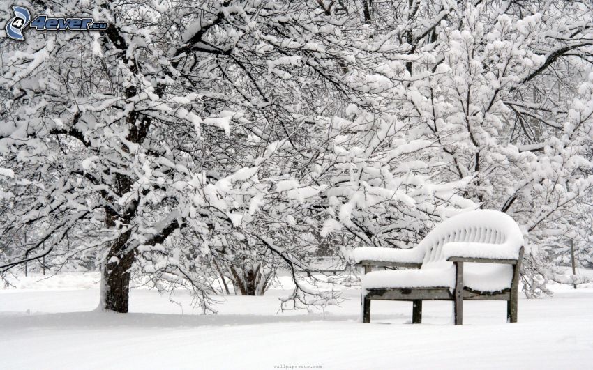 alberi coperti di neve, panchina coperta da neve