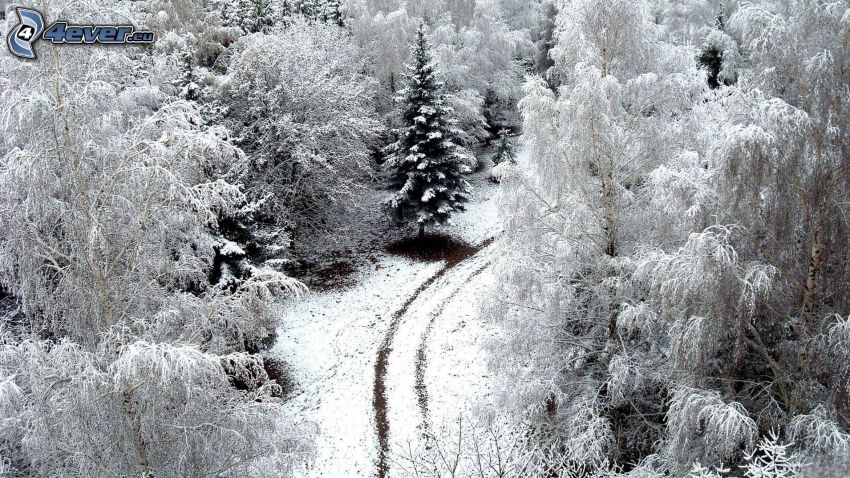 alberi coperti di neve, strada