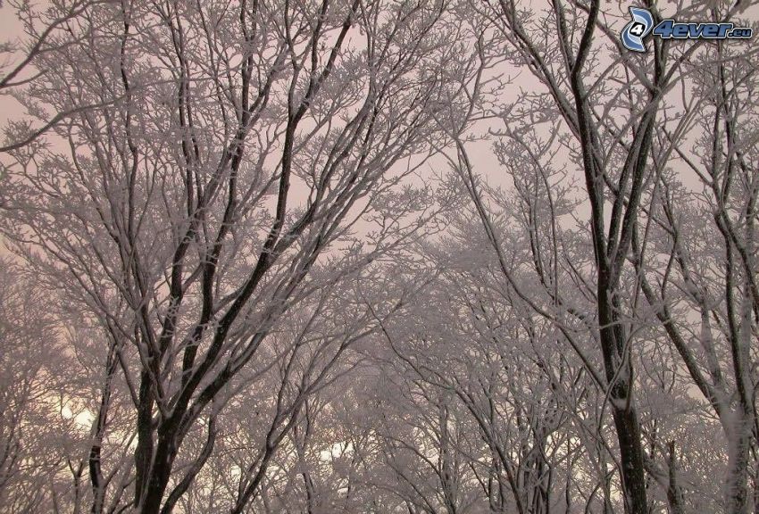 alberi coperti di neve