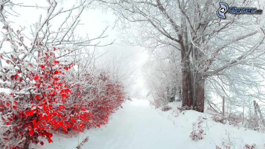 alberi coperti di neve