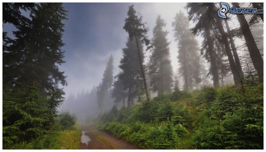 alberi di conifere, strada forestale, nebbia