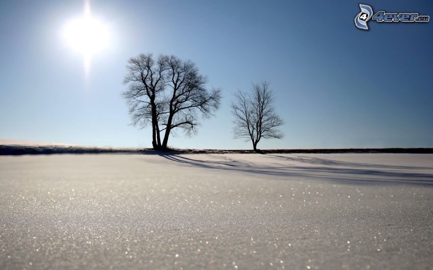 alberi solitari, sole, neve