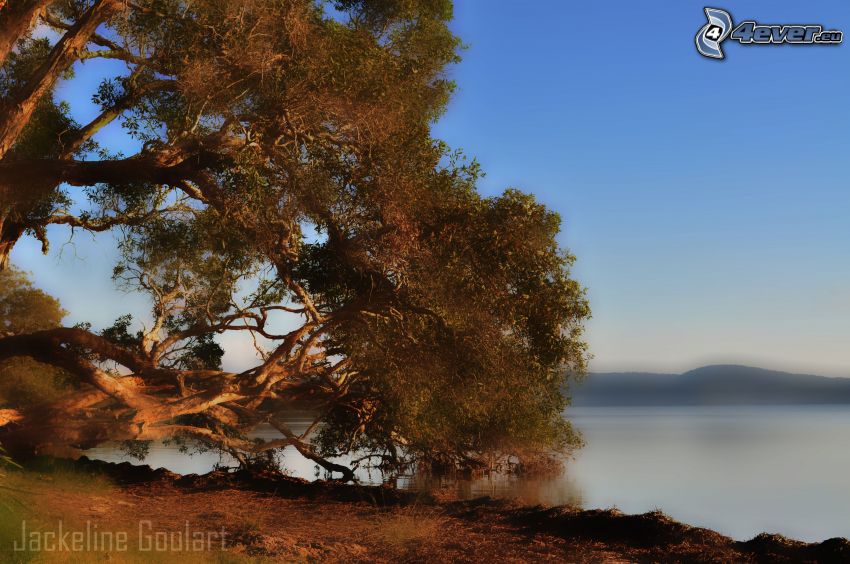 albero, lago