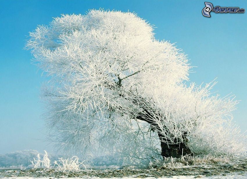 albero nevoso, gelo