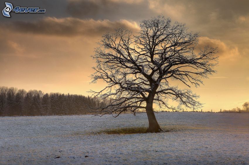 albero solitario, neve