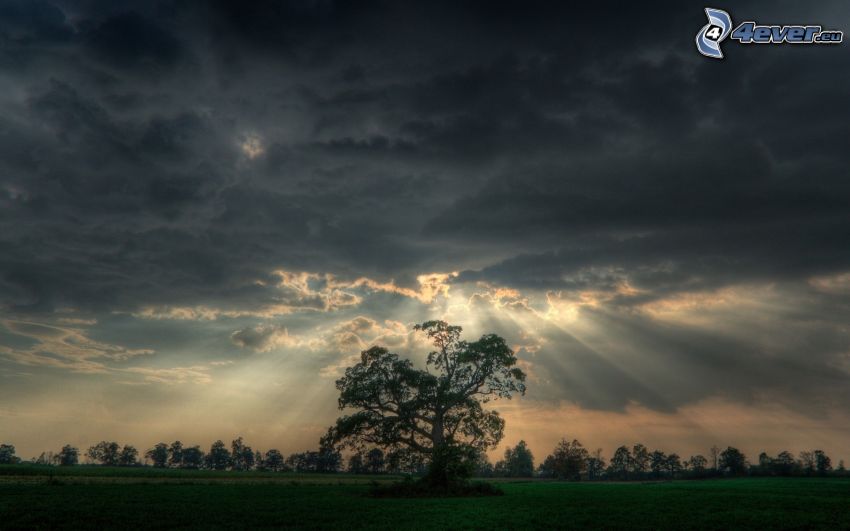 albero solitario, raggi del sole, nuvole