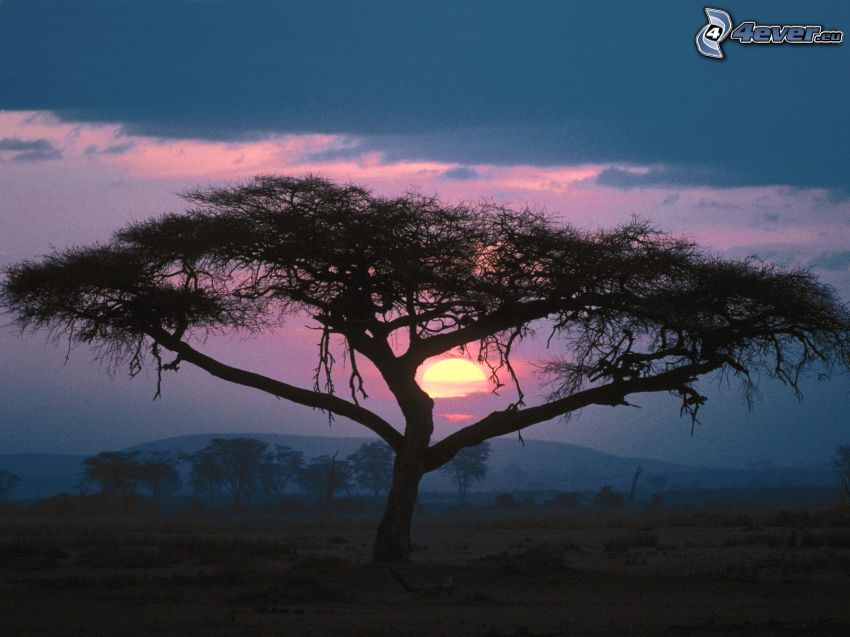 albero solitario, tramonto, savana