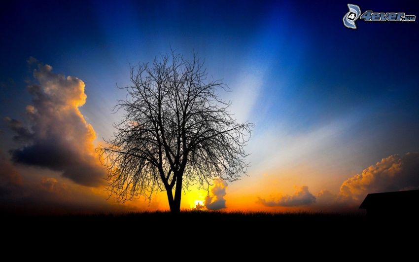 albero solitario, tramonto dietro il prato, raggi del sole, siluetta d'albero