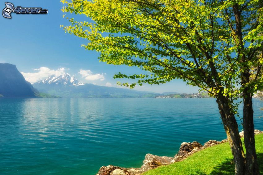 albero sopra un lago, montagna