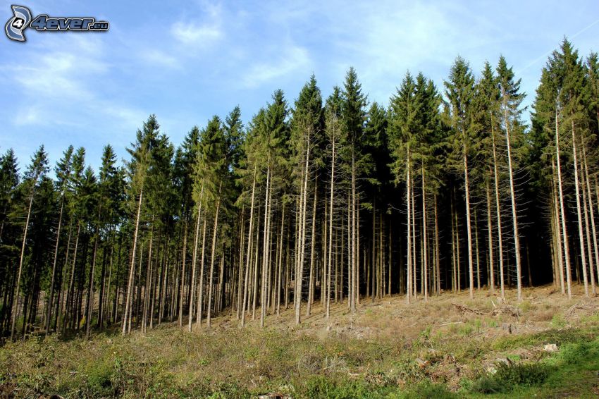 bosco di conifere, bronchi