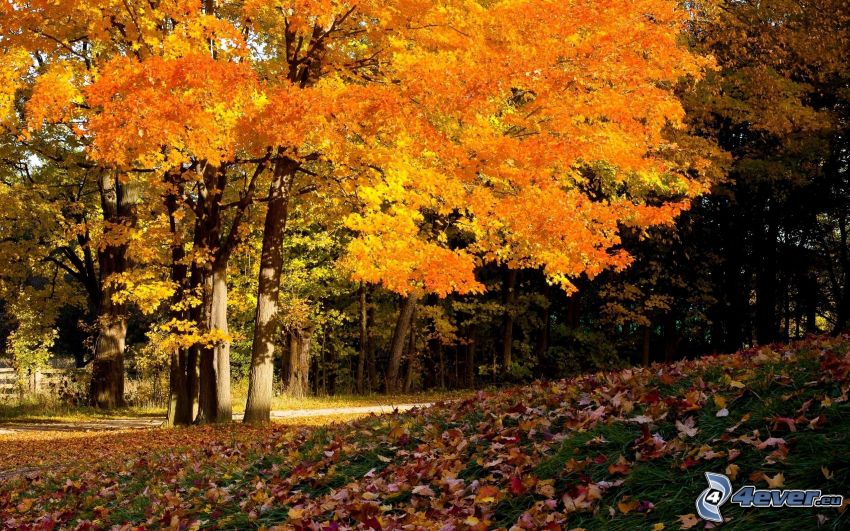 bosco giallo d'autunno, foglie di autunno