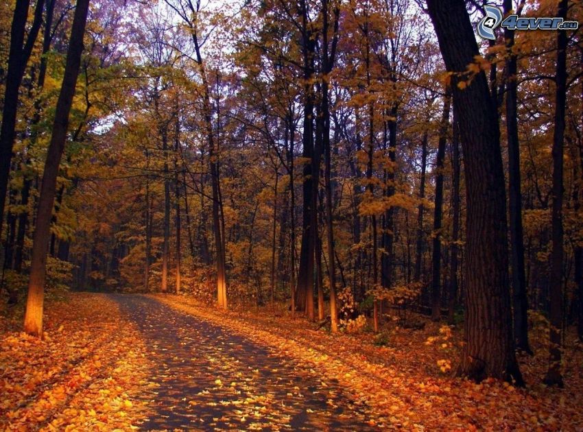 bosco giallo d'autunno, strada forestale