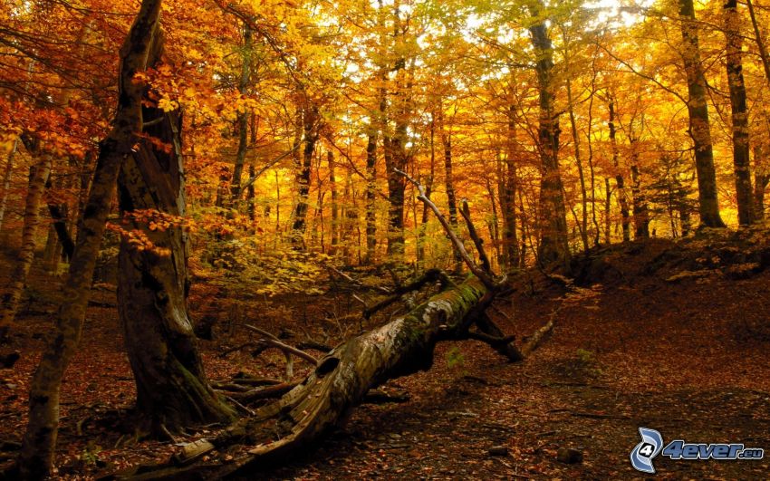 bosco giallo d'autunno, tronco