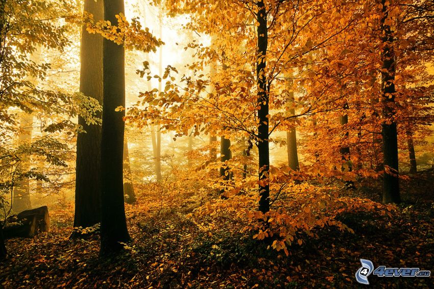 bosco giallo d'autunno