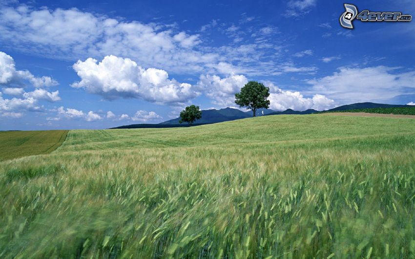 campo di grano verde, alberi, nuvole