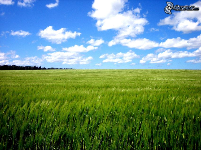 campo di grano verde, nuvole