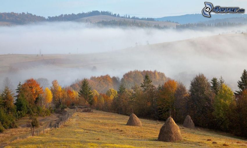 campo raccolto, alberi colorati d'autunno, colline, nebbia a pochi centimetri dal terreno