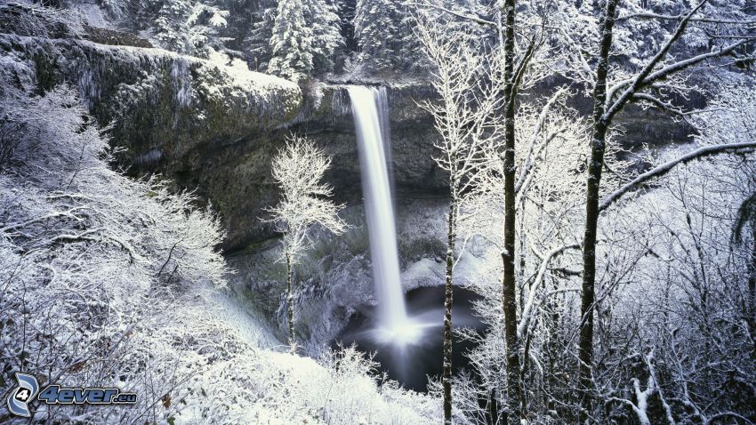 cascata, alberi coperti di neve, foresta