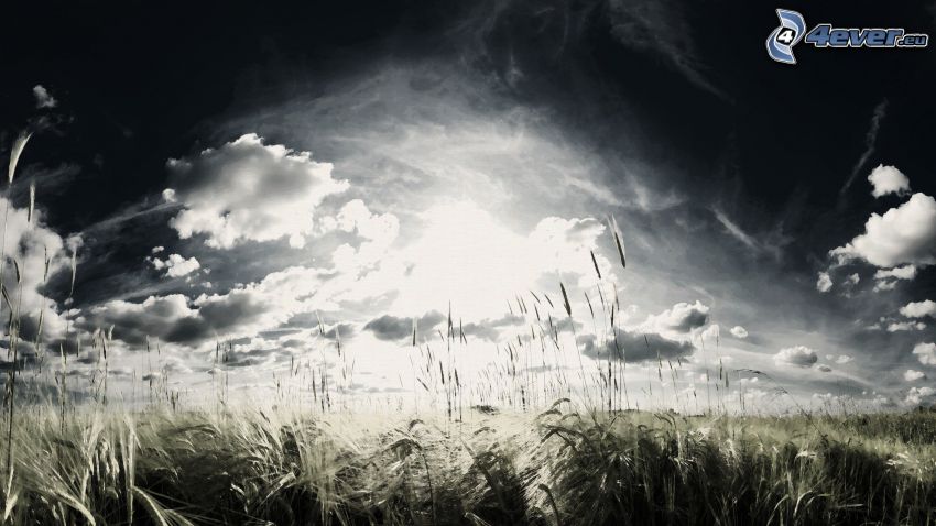 nuvole, campo, grano