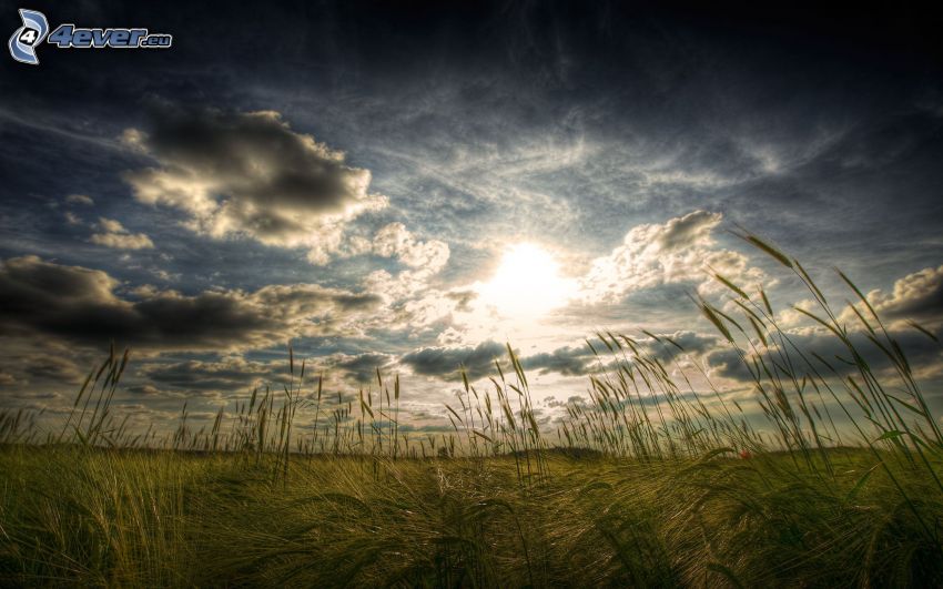 fili d'erba al tramonto, campo, sole dietro le nuvole