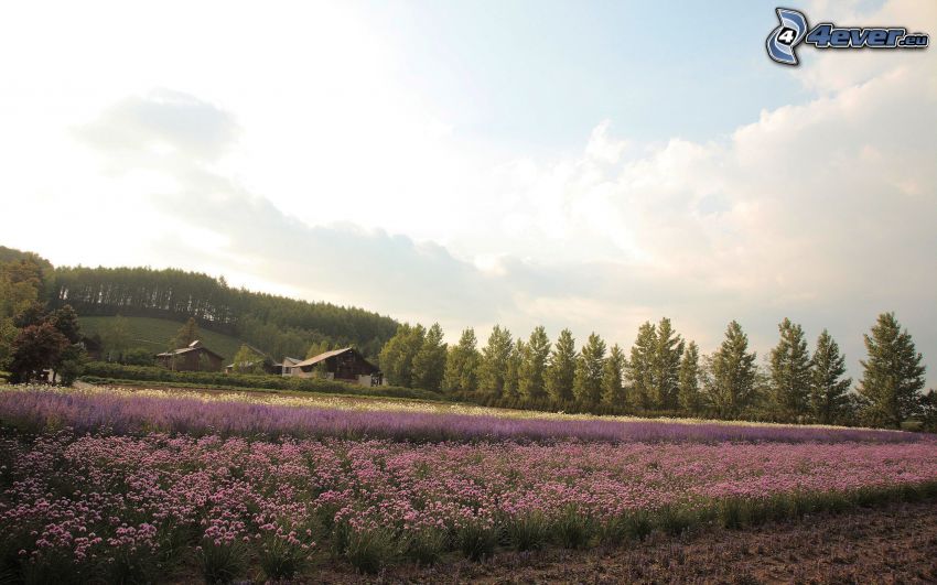 fiori viola, campo