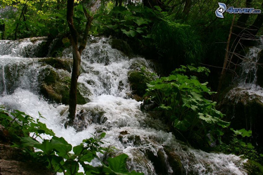 fiume nella foresta, acqua selvaggia, verde
