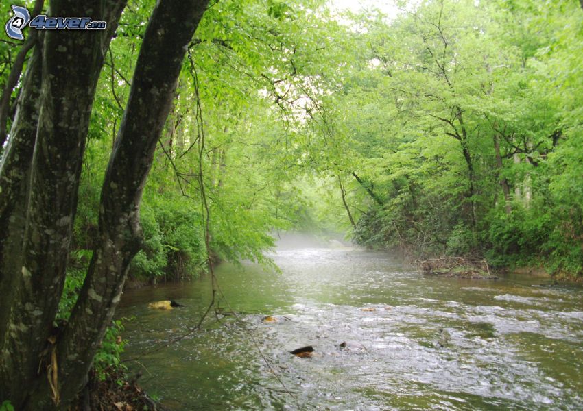 fiume nella foresta, Alberi verdi
