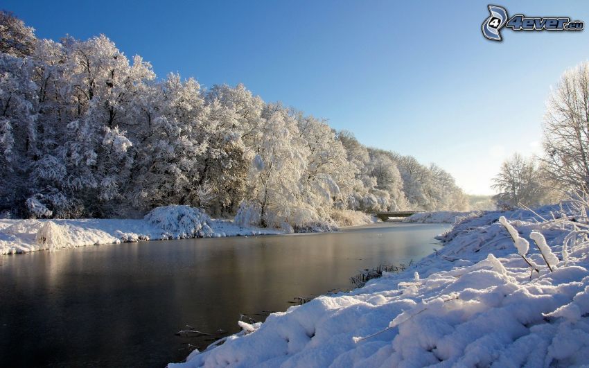 fiume nell'inverno, alberi coperti di neve