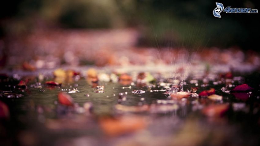 foglie cadute, acqua