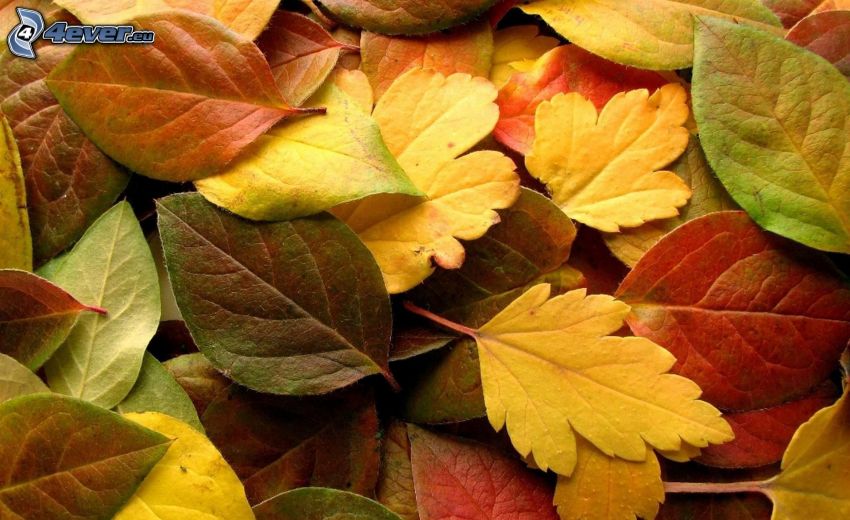 foglie colorate