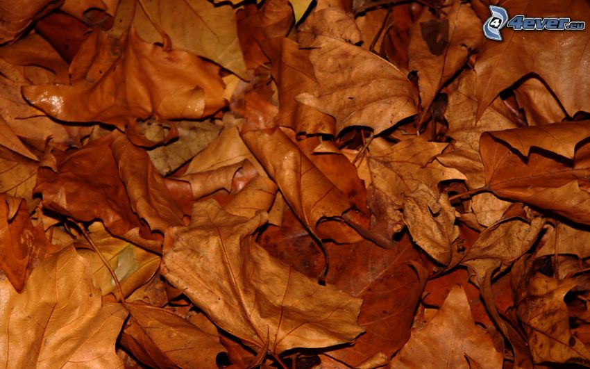 foglie secche
