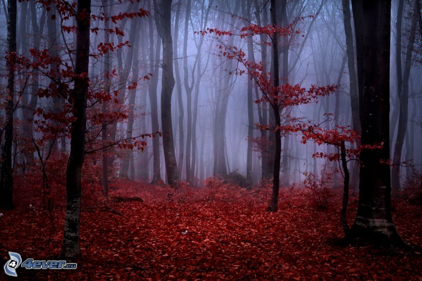 foresta, nebbia, foglie di autunno