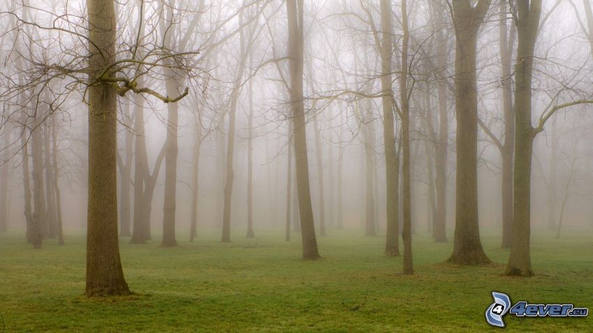 foresta, nebbia