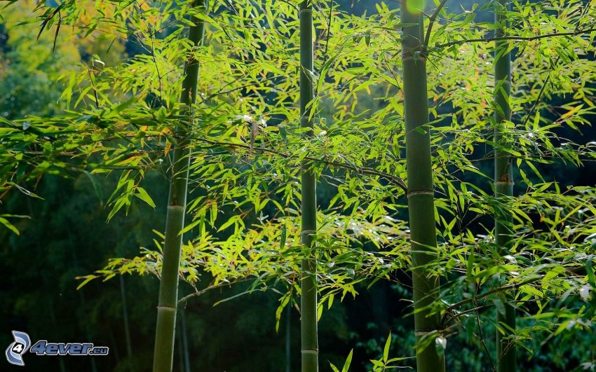 foresta di bambù