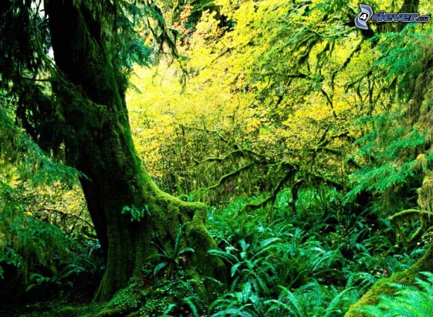 foresta pluviale, verde