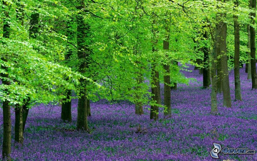 foresta verde, fiori viola