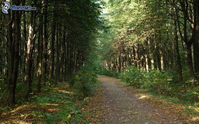 il percorso attraverso il bosco, foresta