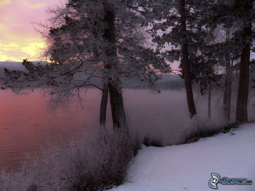 lago, alberi coperti di neve