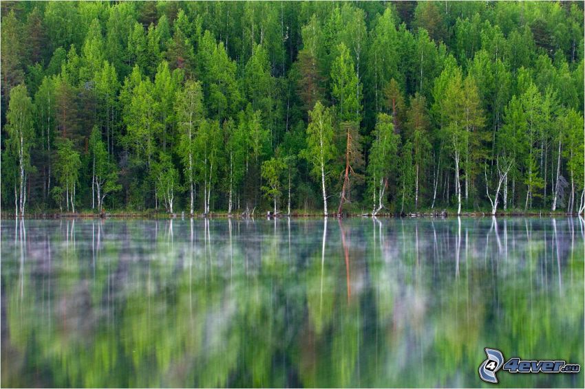 Lago nel bosco, betulle, riflessione